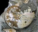 Hoploscaphites Ammonite Pair - South Dakota #34178-1
